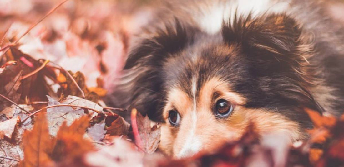 Best Tips on Safety, Health, And Play For Dogs In Autumn