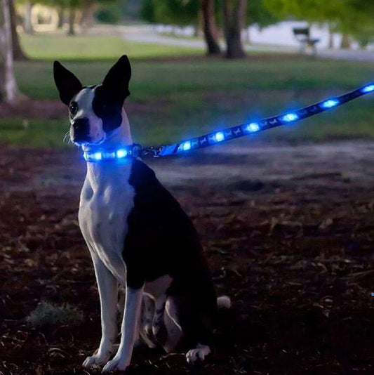 7 Great Inventions for Pet Owners