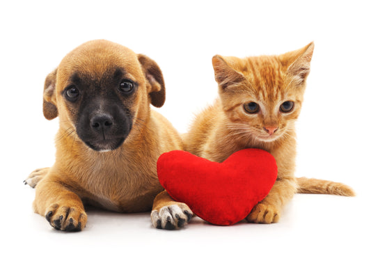 National Love Your Pet Day