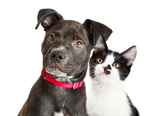 National-Pet-Day-Vet-Organics-featured image