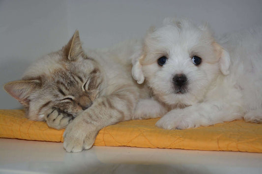 Celebrate National Pet Week!