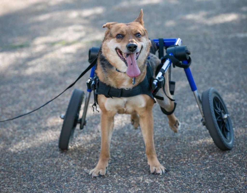 The wonderful tale of Omid the dog
