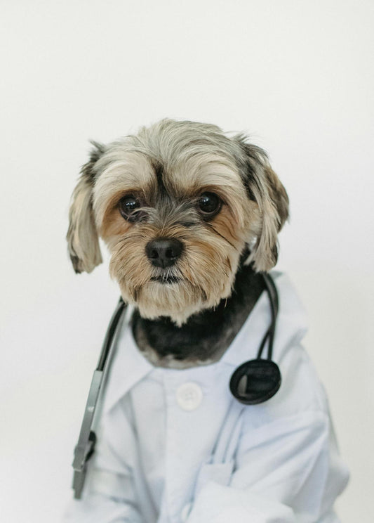 Understanding Common Pet Health Issues: A Guide for Concerned Pet Owners