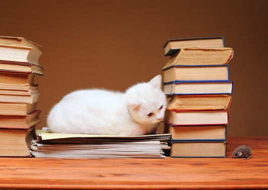 Pet-Trusts-Part-Two-Vet-organics-pet-insurance-tax-season