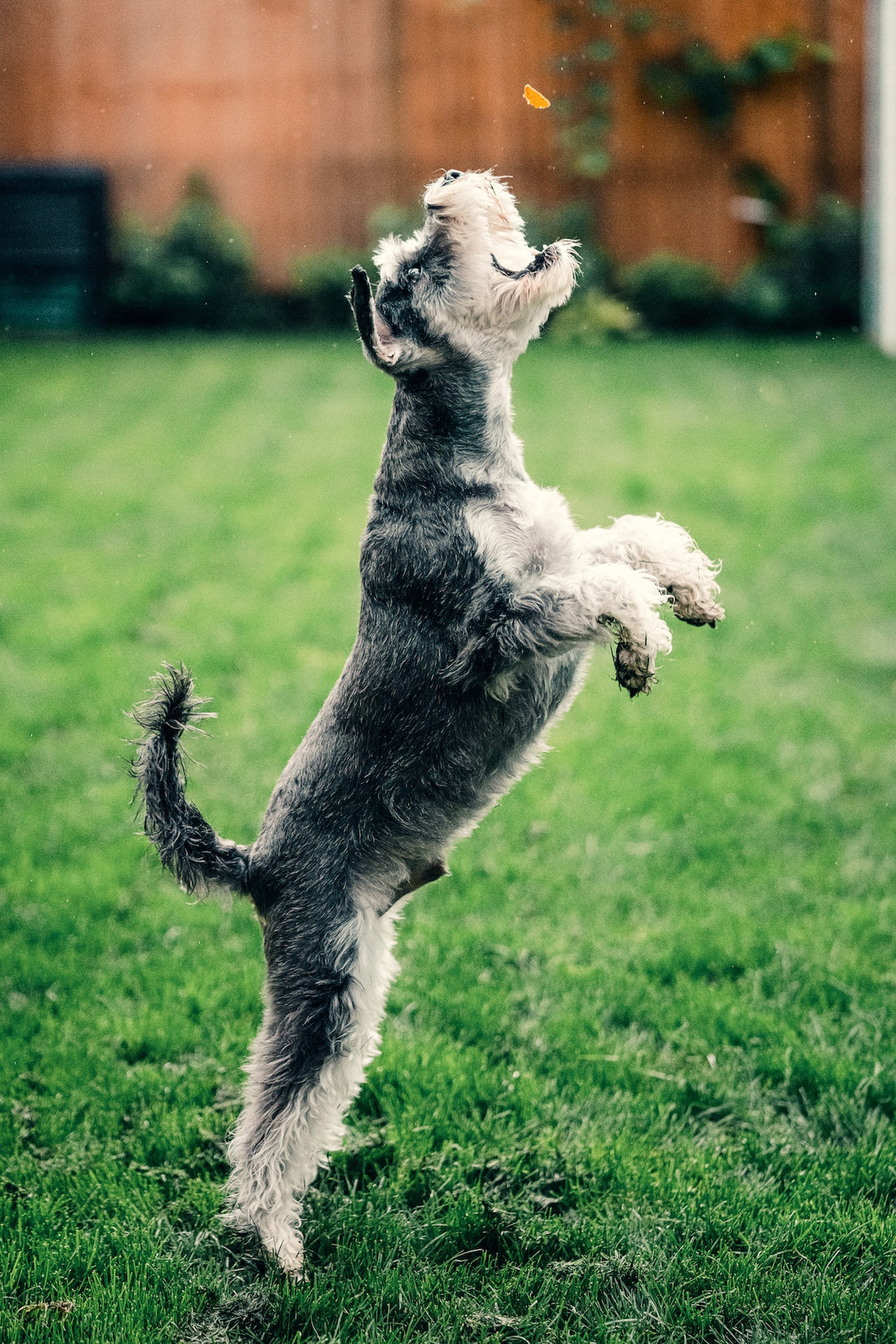Homemade Pet Treat Recipes Your Pet Will Love