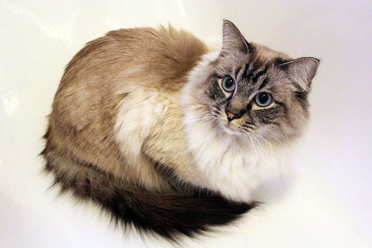 Ragdolls 101: Meet this Lovable Cat Breed