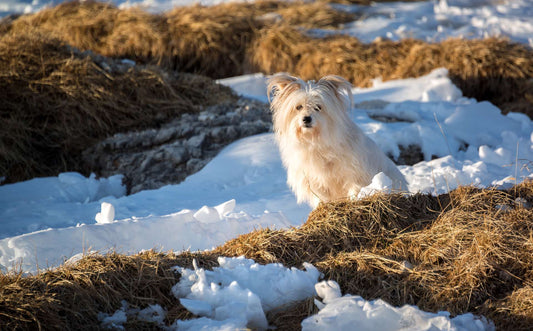 Getting Rid of Ticks: A Step-by-Step Guide