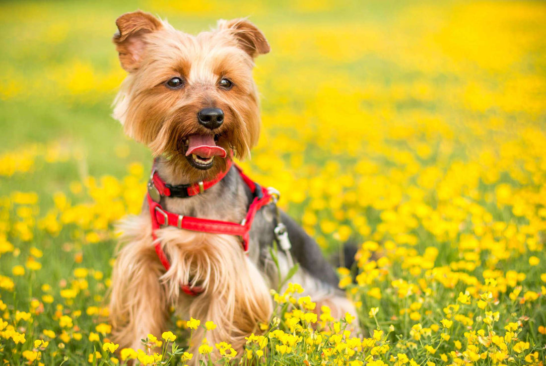 Soothe Seasonal Allergies for Cats & Dogs