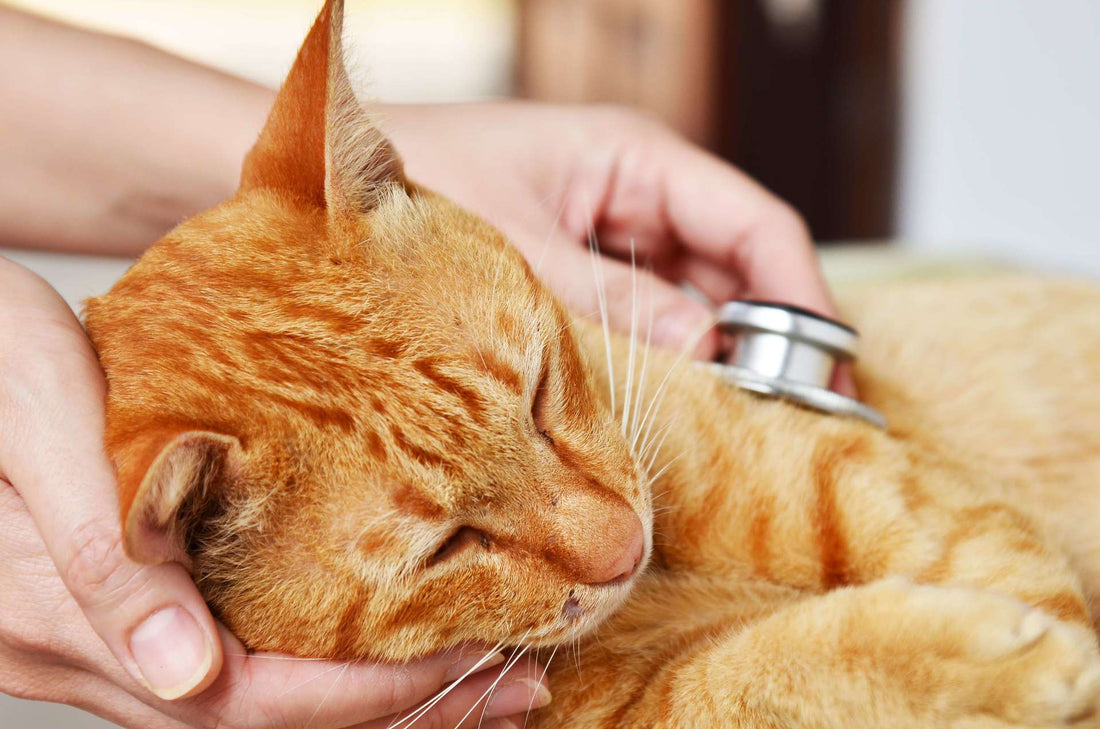3 Cat First Aid Tips for Pet First Aid Awareness Month