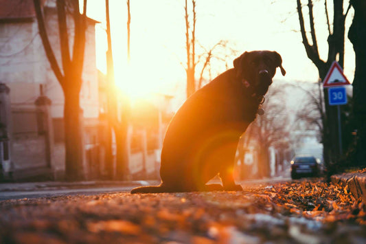 The Complete ID Guide for Lost Pet Recovery