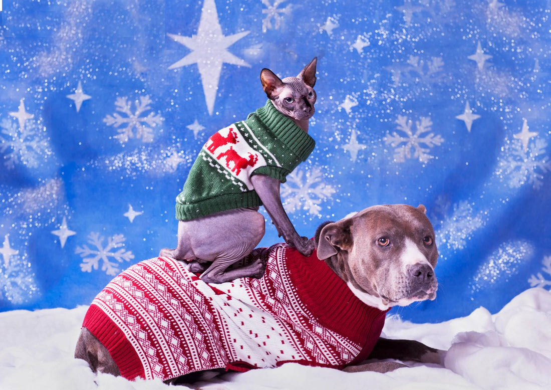 What Dogs And Cats Really Want This Season | Vet Organics