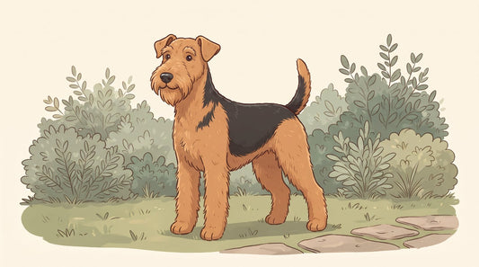 Tan and black Airedale Terrier standing in a garden