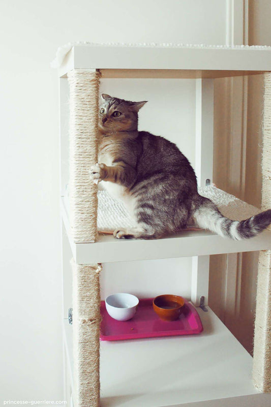 Meet Katris: the Ultimate Scratching Post