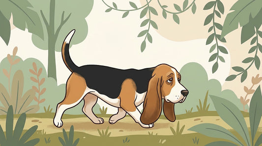 Basset Hound with very long ears walking along a garden path