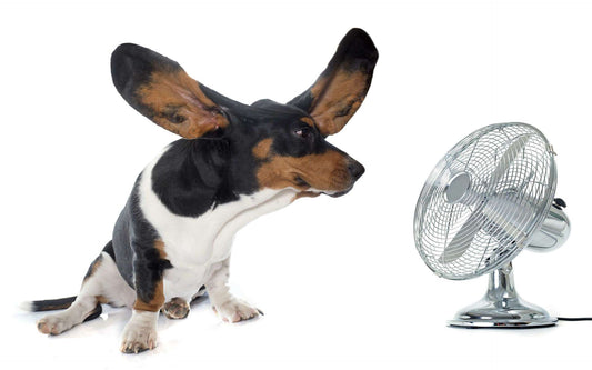 7 Tips to Keep Your Dog’s Ears Clean