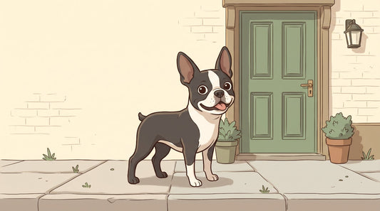 Black-and-white Boston Terrier with upright bat ears on a sidewalk