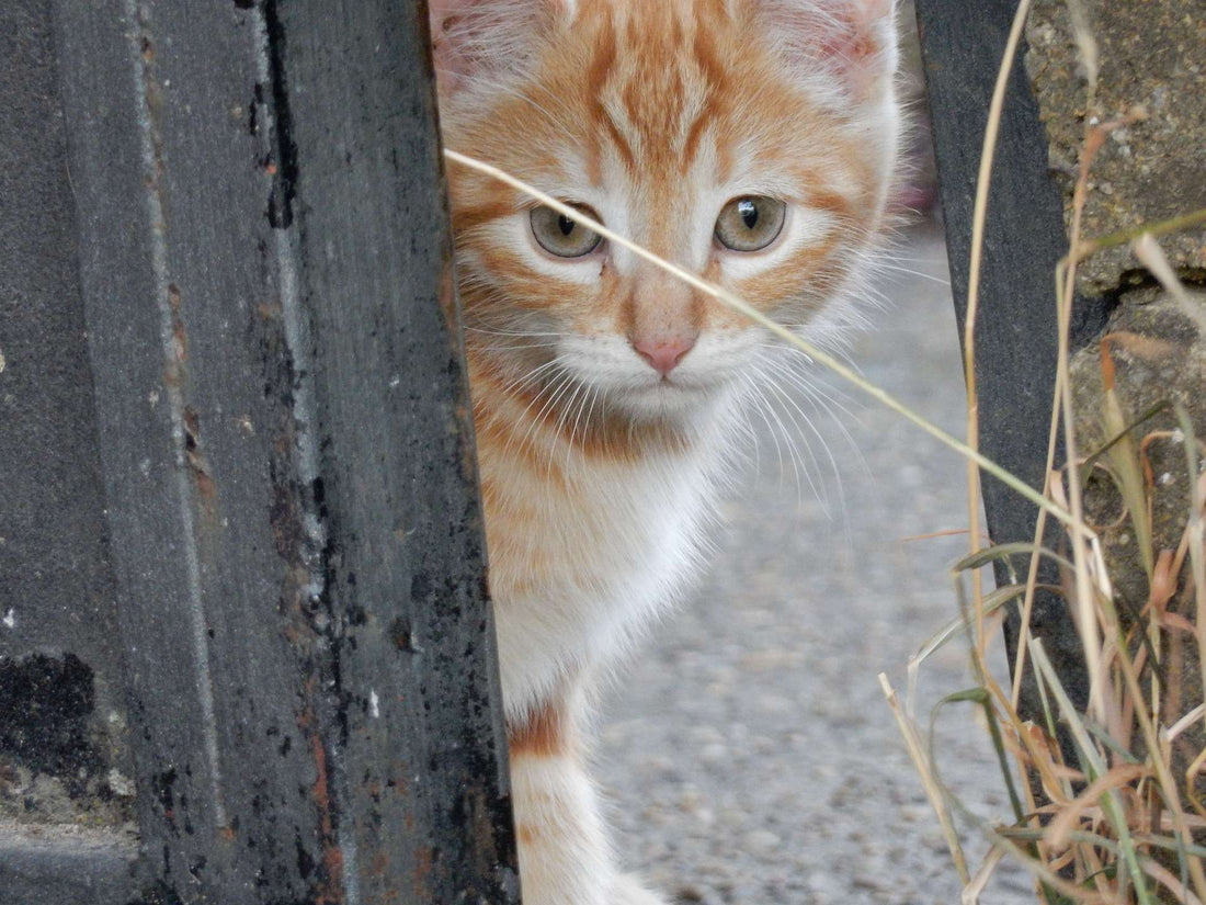 An Insight Into Cat Skin Problems
