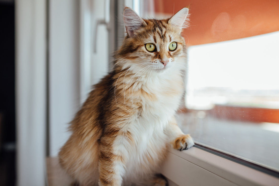 Cat Sitter Vet Organics