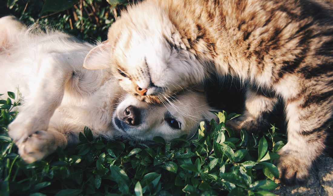 The Importance of Eco-Friendly Pet Care Practices
