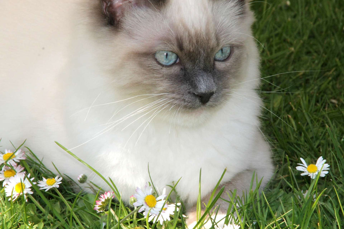 All-Natural Allergy Relief For Your Cat