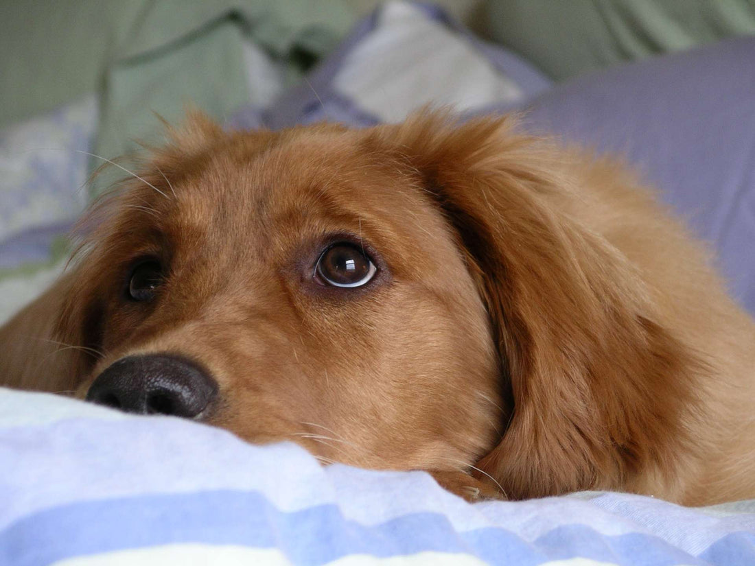 4 Great Home Remedies For Dog Ear Infections