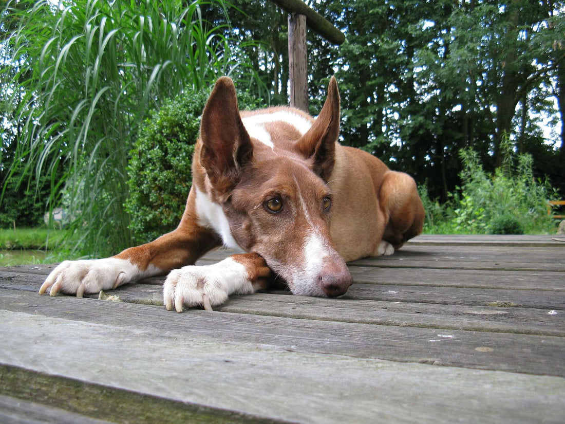 Dog Ear Infection Remedies