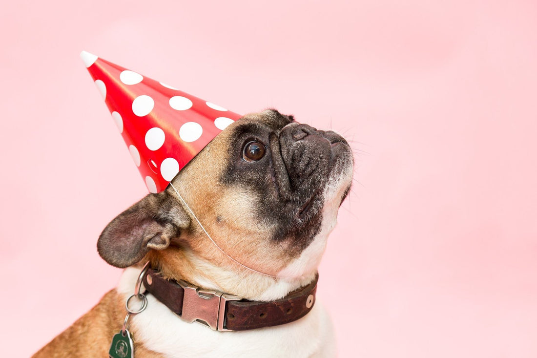 DOGust: Universal Birthday for Shelter Dogs Month