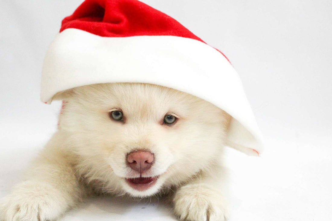 7 Tips to Keep Your Pets Safe this Holiday Season