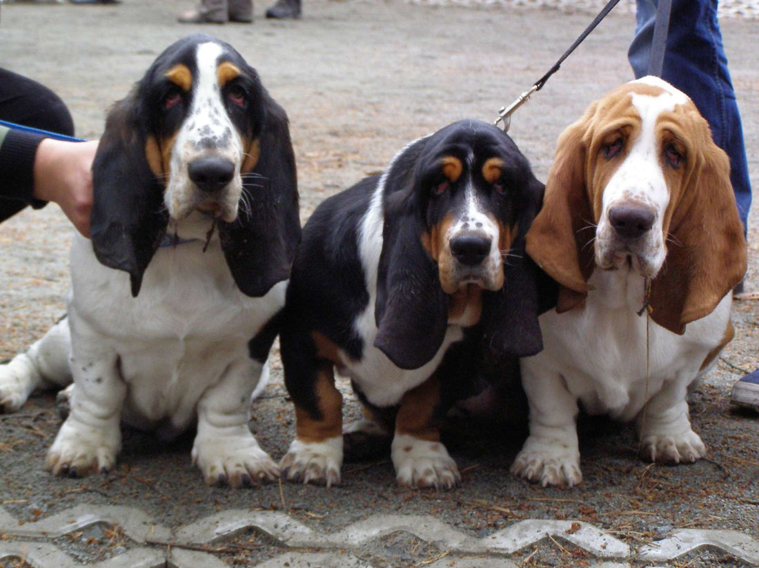 All About Ringworms in Dogs