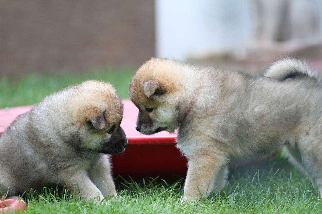 7 Ways to Naturally Boost Your Dog’s Immune System