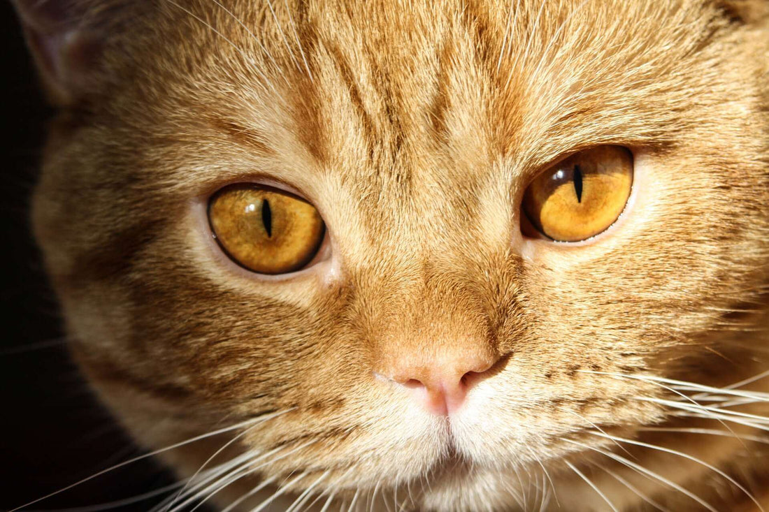 How to Keep Your Cat Away From Ear Mites?