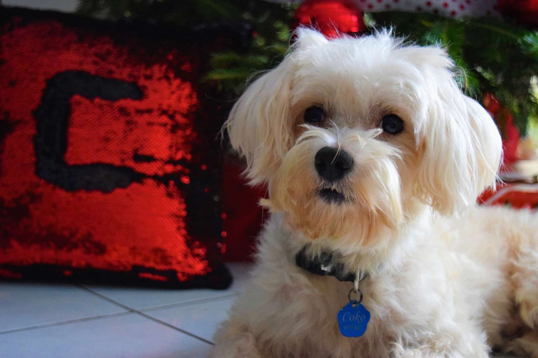 6 Ways to Get Your Dog Involved on NYE