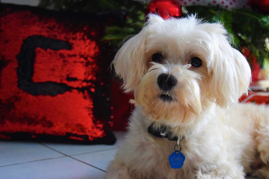 6 Ways to Get Your Dog Involved on NYE