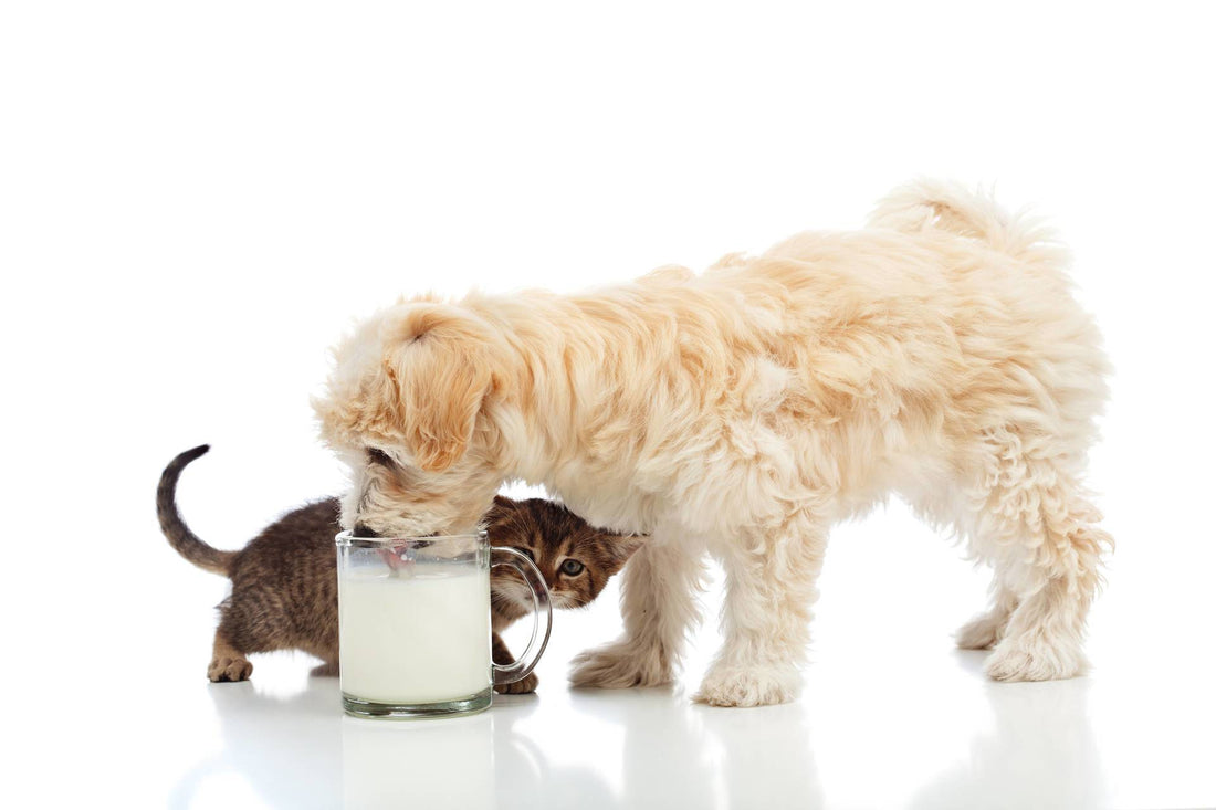 What About Lactose Intolerance in Dogs and Cats