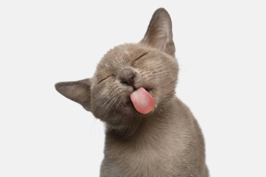 Cat Resolutions for the New Year