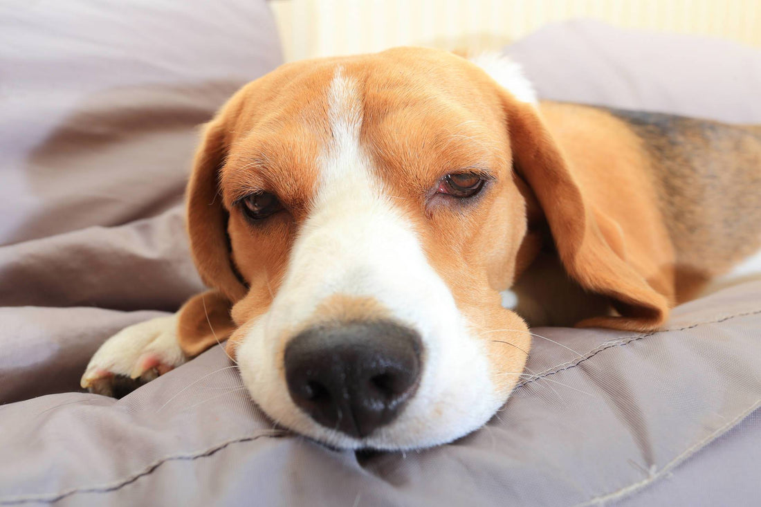 Great Ways to Engage and Stimulate our Dog’s Mind