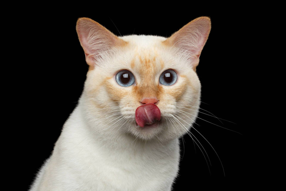 How Do Cats Taste Food?