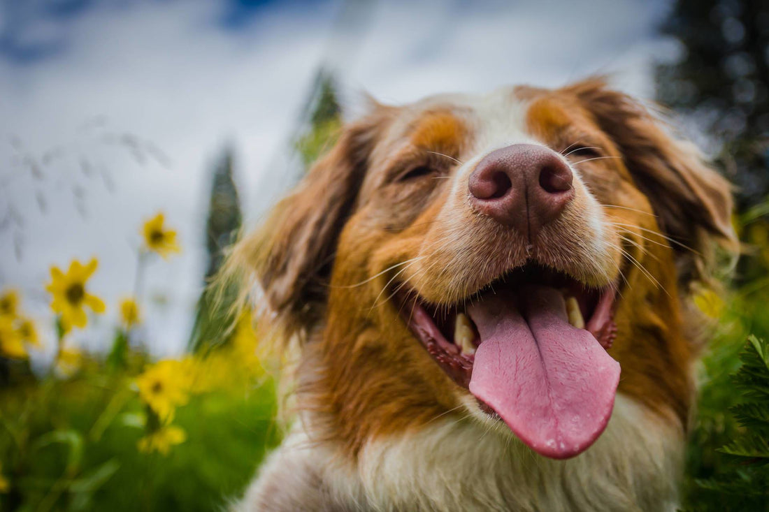 Dog Resolutions for the New Year