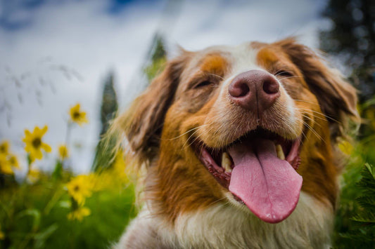 Dog Resolutions for the New Year