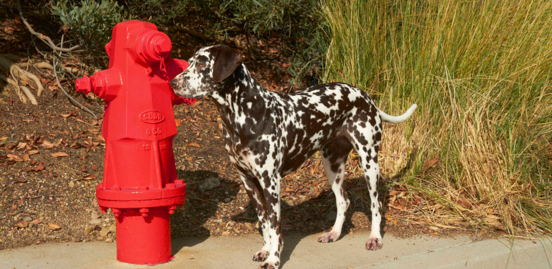 What does the color of dog urine mean?