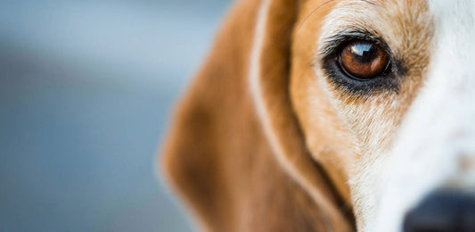 Did You Know Dogs Have Three Eyelids?