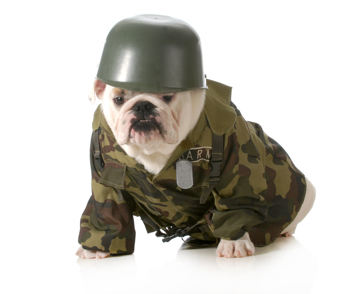 K-9 Veterans Day