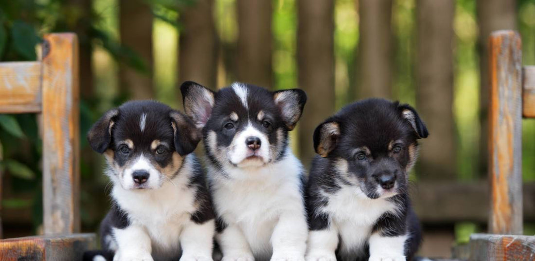 Puppy Care 101