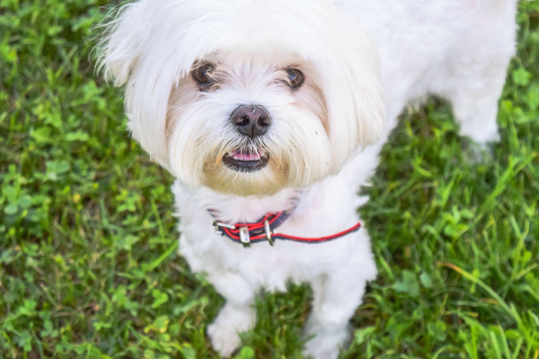 How to Tell if Your Dog is Anxious or Stressed
