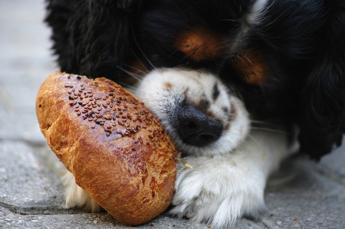 Pet Food Labels: Terms You Need To Know (Part One)