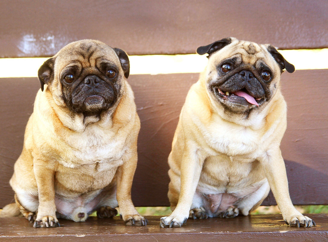 Overweight Dogs & Simple Solutions