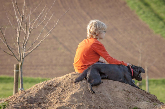 How to Build a Therapeutic Relationship with Your Dog