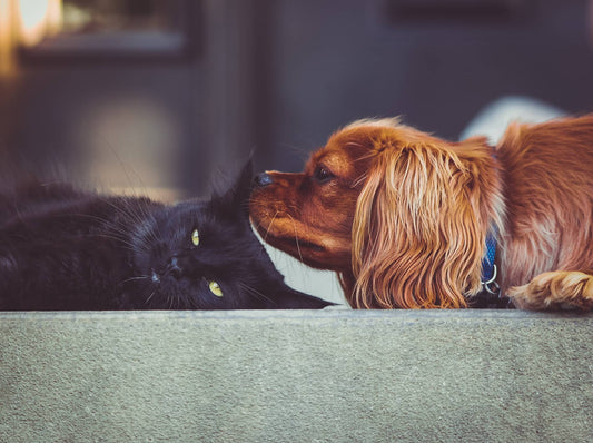 Our Most Common Dog And Cat Sayings, Explained!