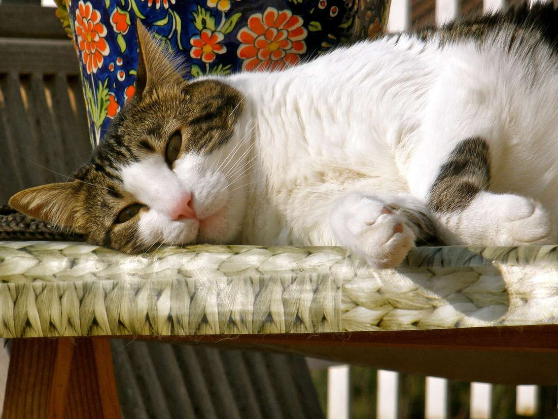 Recognizing and Treating Your Cat's Ear Infection