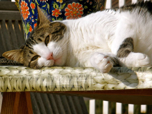 Recognizing and Treating Your Cat's Ear Infection